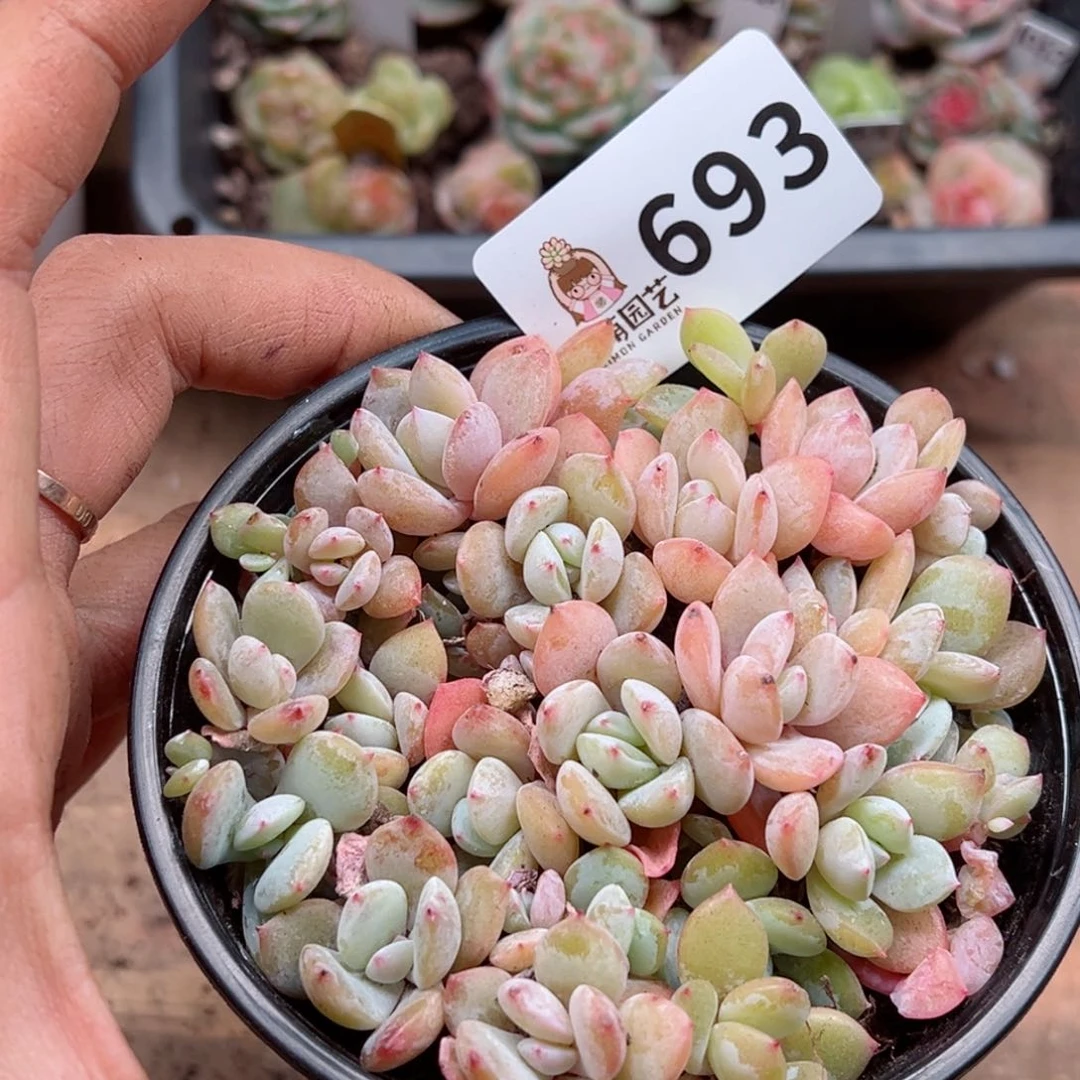 多肉植物多肉植物