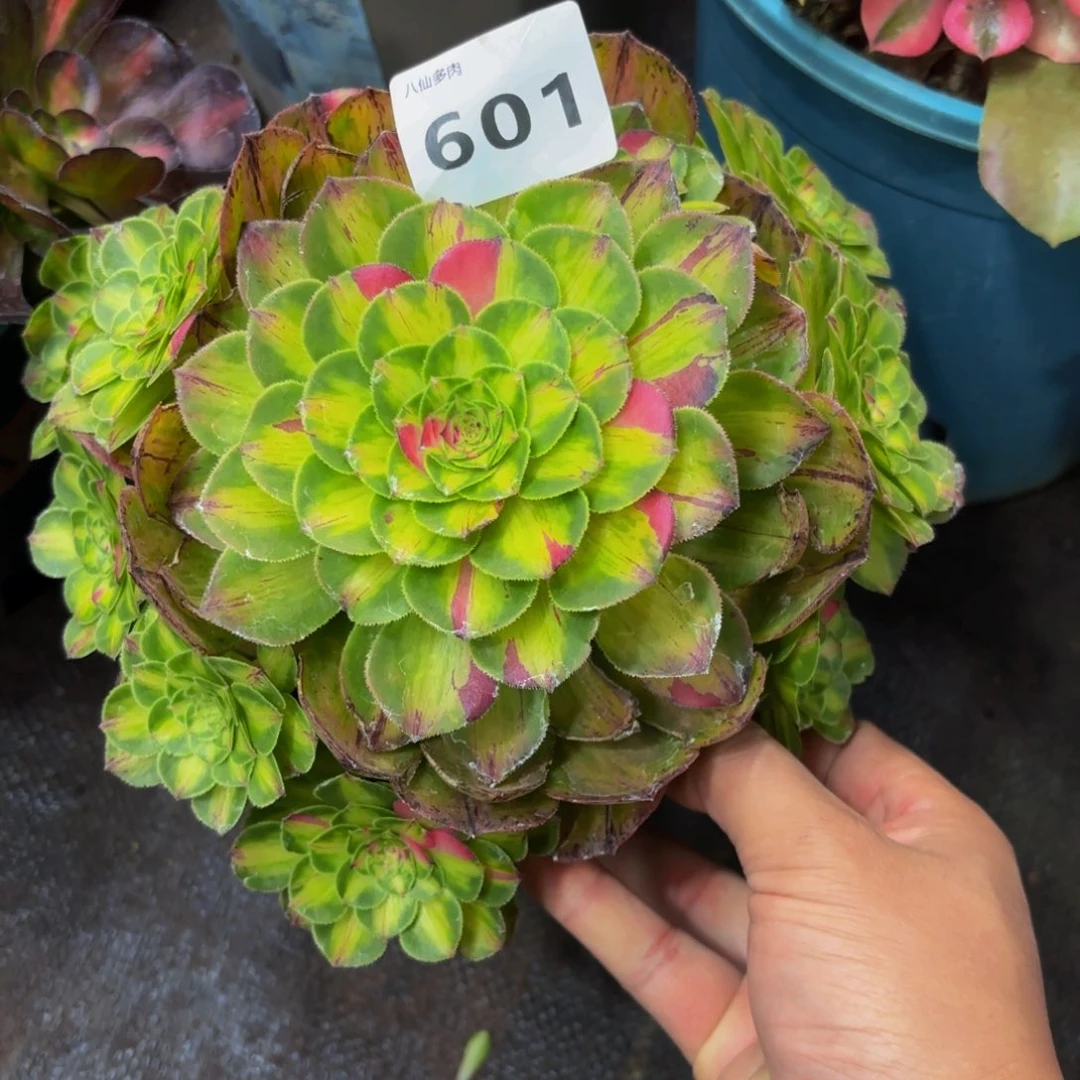 简*菊601多肉植物知否无根