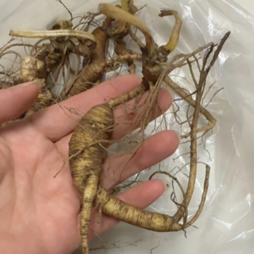 吉林长白山新鲜放山货一物一拍长白山鲜人参