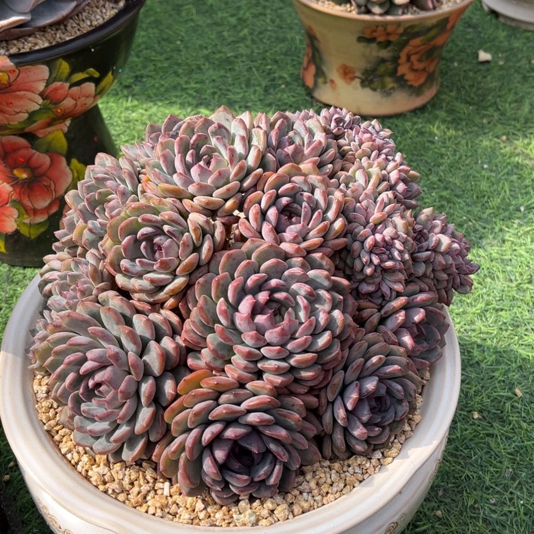 黑曼巴朵朵缀一物一拍
