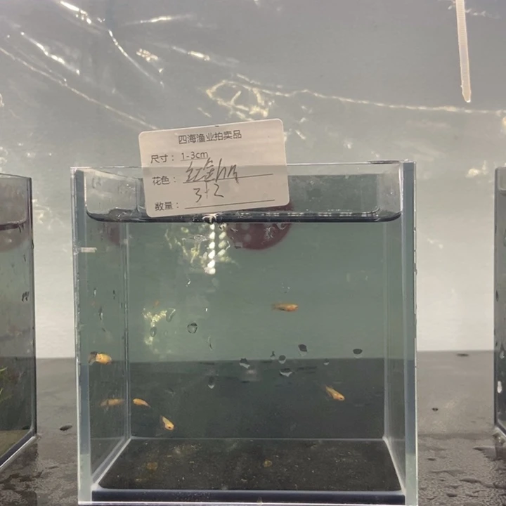 斗鱼包活不包损所见即所得479