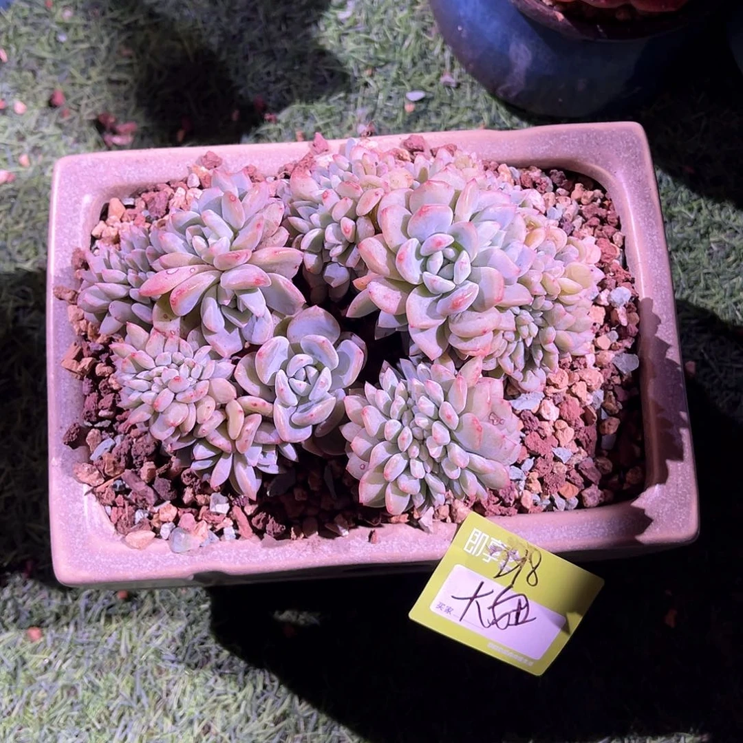 大*星影缀化一颗脱土
