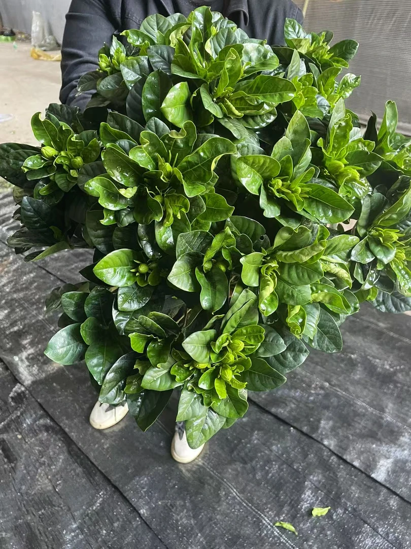 大叶丛生栀子花大叶丛生带花苞基地广州源头发货