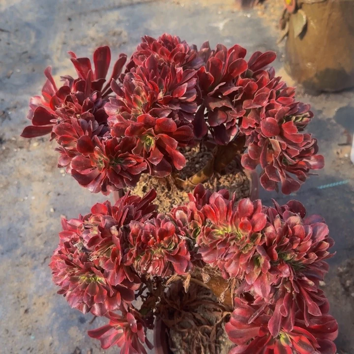 美杜莎默认 微瑕033