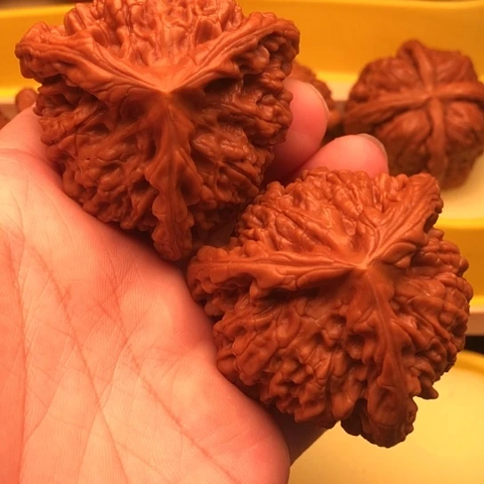 R***S核桃核桃核桃核桃核桃