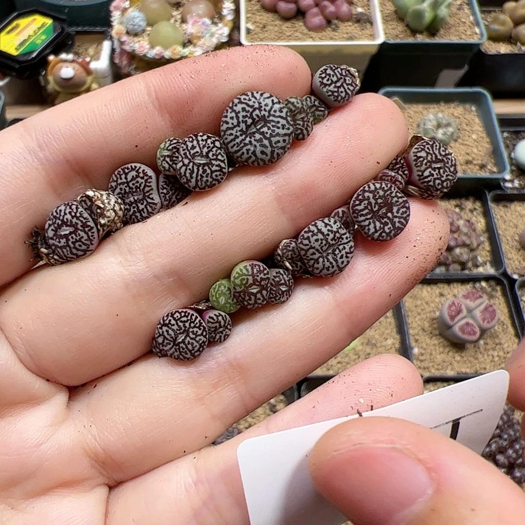 【闪购商品】115 超墨