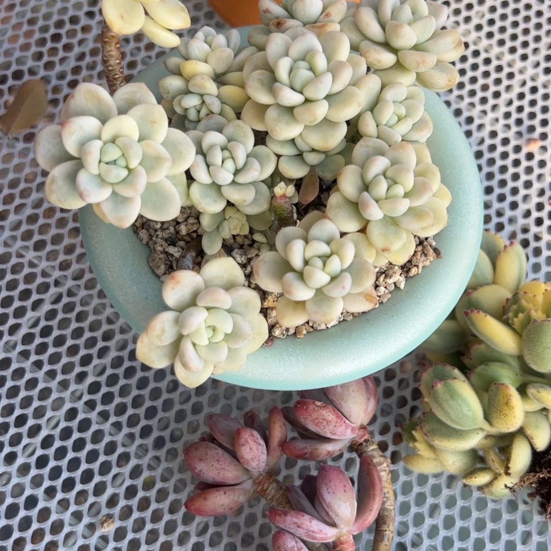 瑶****劳尔锦多肉植物精品