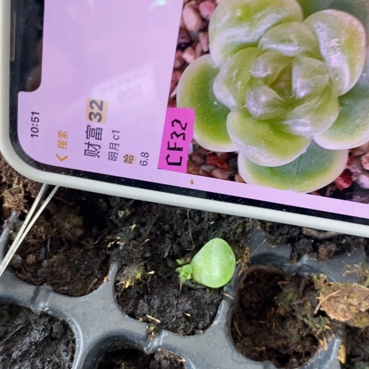 哈财富c32芽苗一个多肉