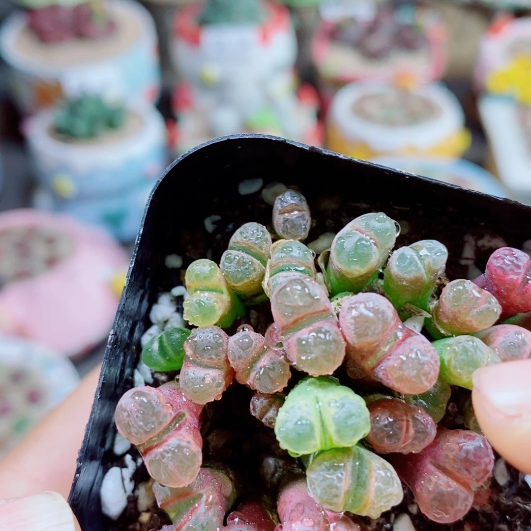 梦***一生石花花花花花花279