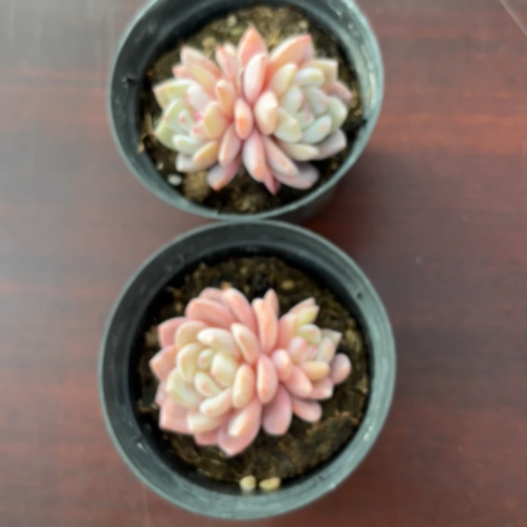 精控多肉双头橙梦露2棵套装（10厘米圆盆）