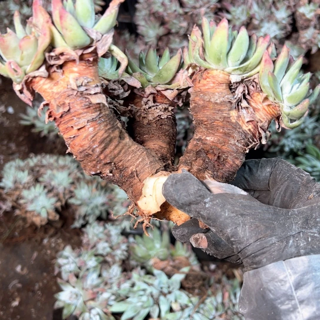 6956瑕疵不售后福利