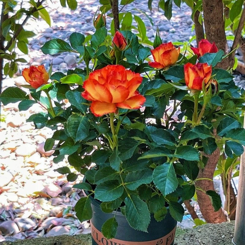 【180盆二桥】月季玫瑰双色花四季开懒人绿植花卉盆栽室内阳台庭院