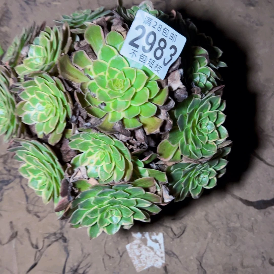 莲花座多肉植物2983