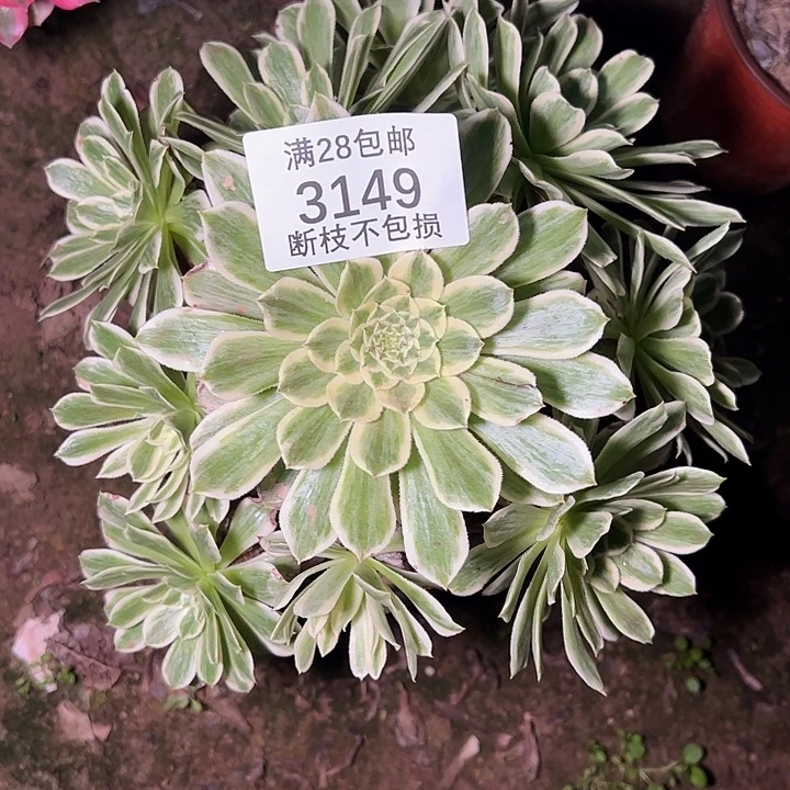 3149碧浪多肉植物