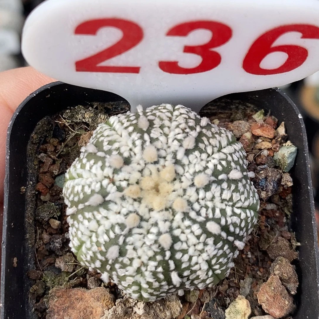 236奇迹兜福利来啦