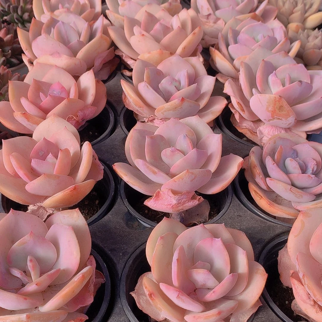 血凤23567889909090