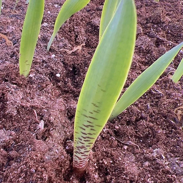 画面中间这棵很大的巨波叶血莲两岁宝宝