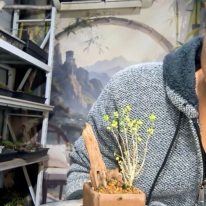 t***k中青园艺一物一拍花88
