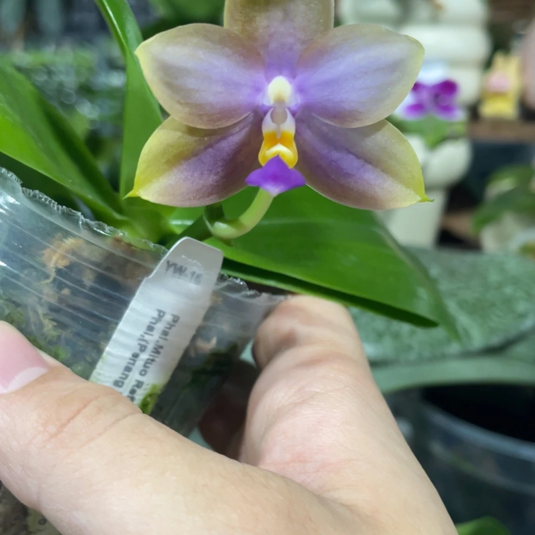 完全开放13叶瑕花期不保