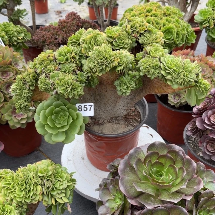 柠****多肉植物绿缀化857