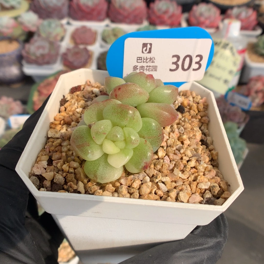 303 冰玉石化锦多肉
