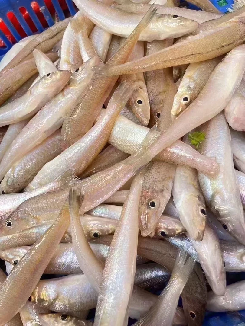 小沙尖/5斤  惠来海鲜 一斤11-12条 包洗杀 广东省内包邮顺丰冷链