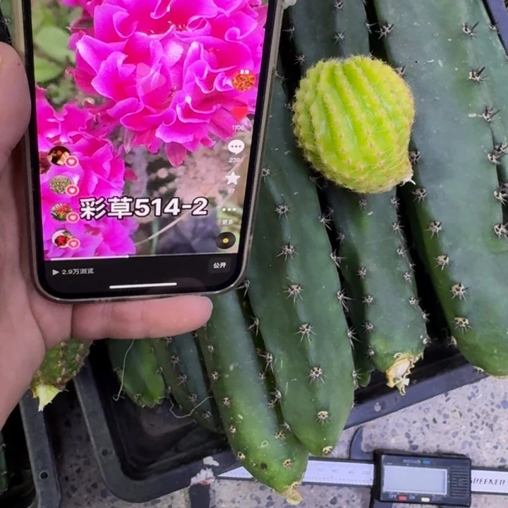 300彩草514.2嫣然锦歪无根侧牙4公分左右，20包邮