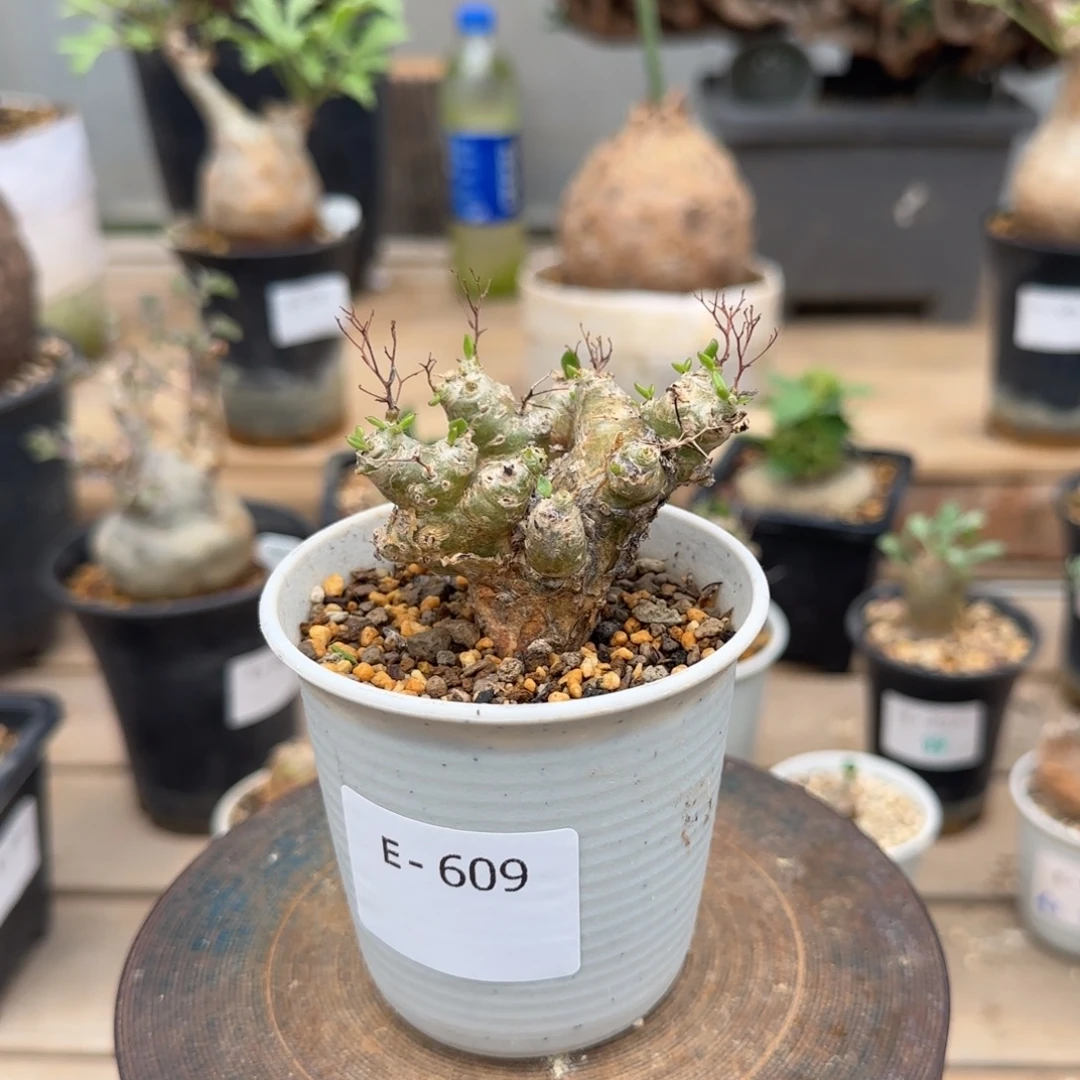 609万物想奇峰锦块根植物