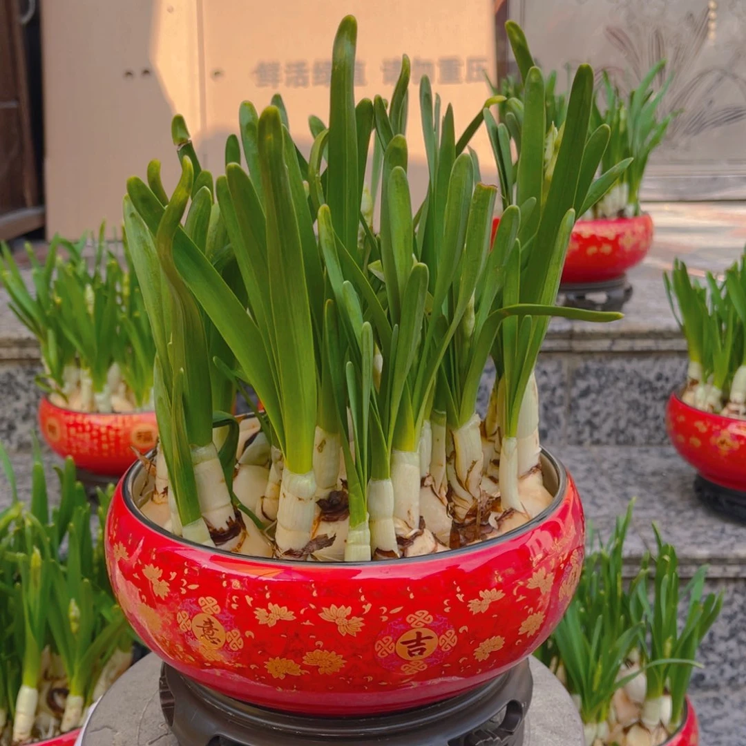 用****010寸水仙花一盆