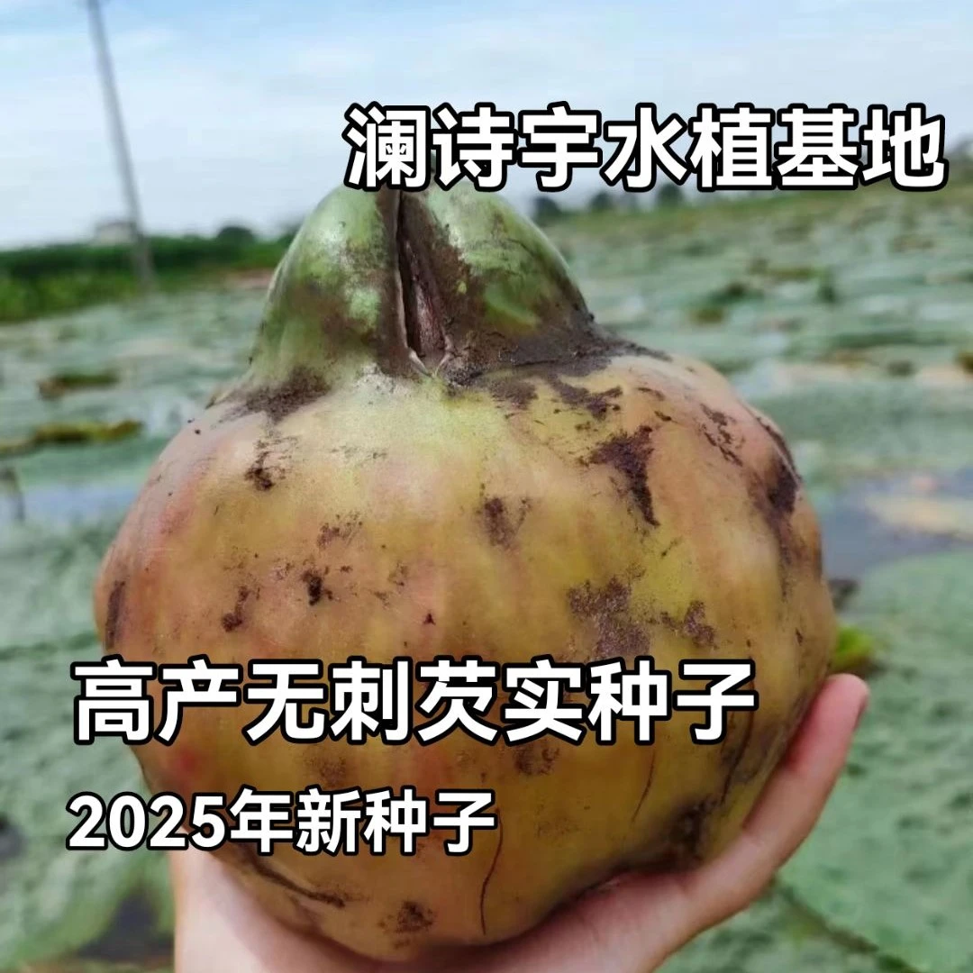 新货芡实种子高产无刺鸡头米种子水生植物芡实种苗苏芡种子苗特大