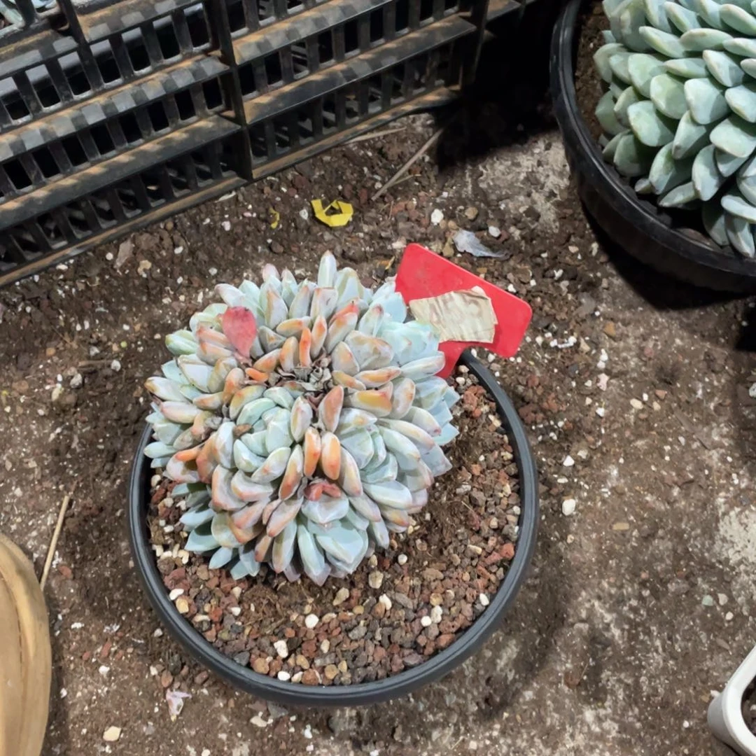 夏***凉星影缀化多头群生455