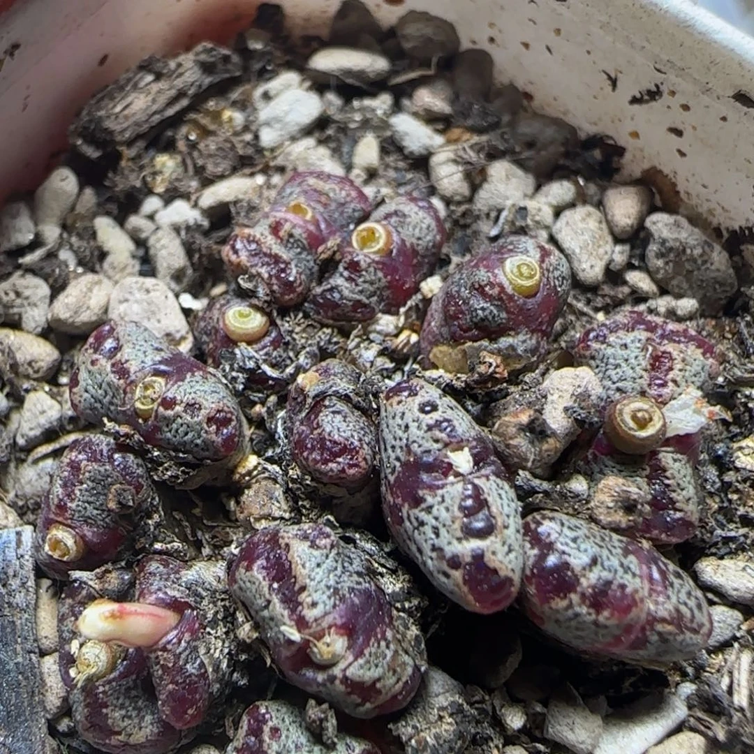 荷包蛋勋章多肉植物792