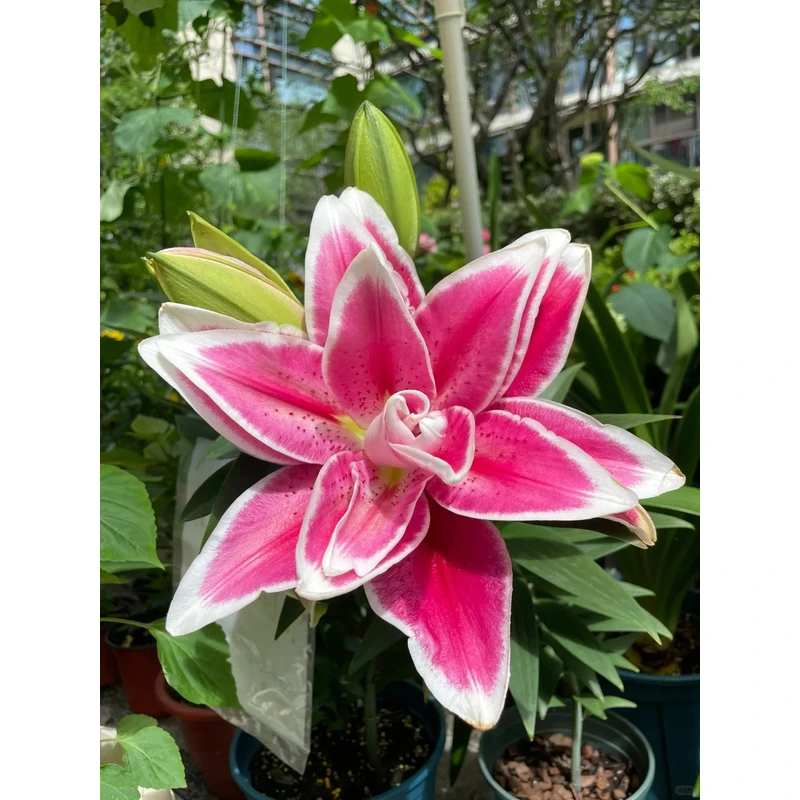 【奥林匹亚】重瓣香水百合 一单包邮 云南鲜花昆明基地现采现发