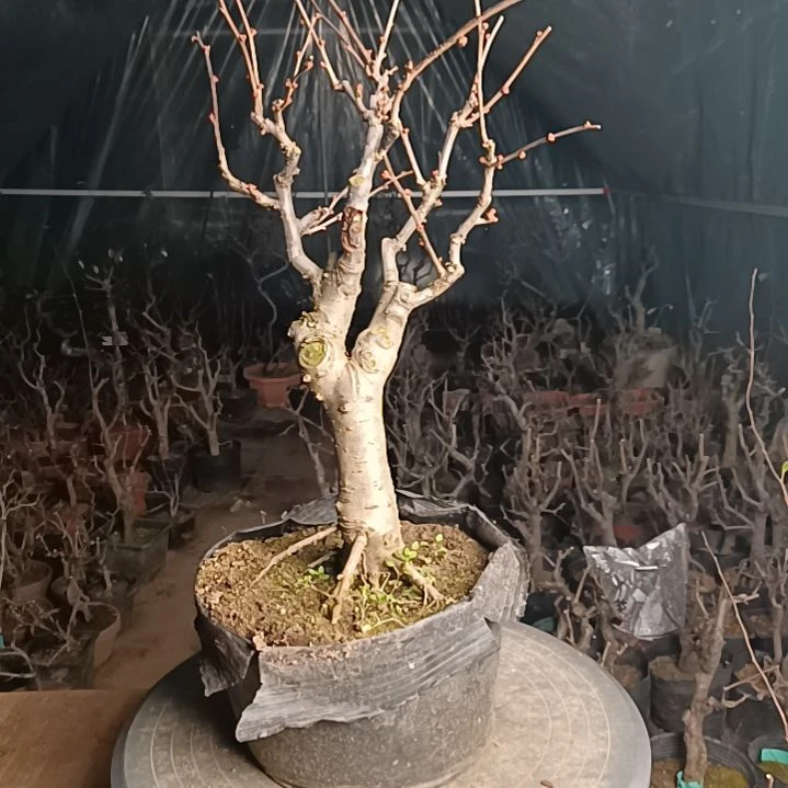 当前无花栽培后可以开花