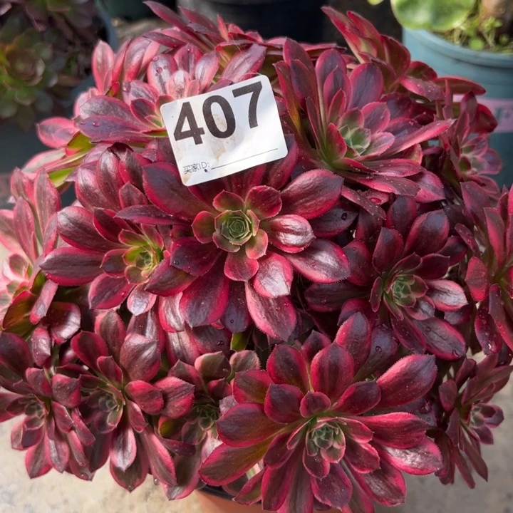 407安娜23厘米左右