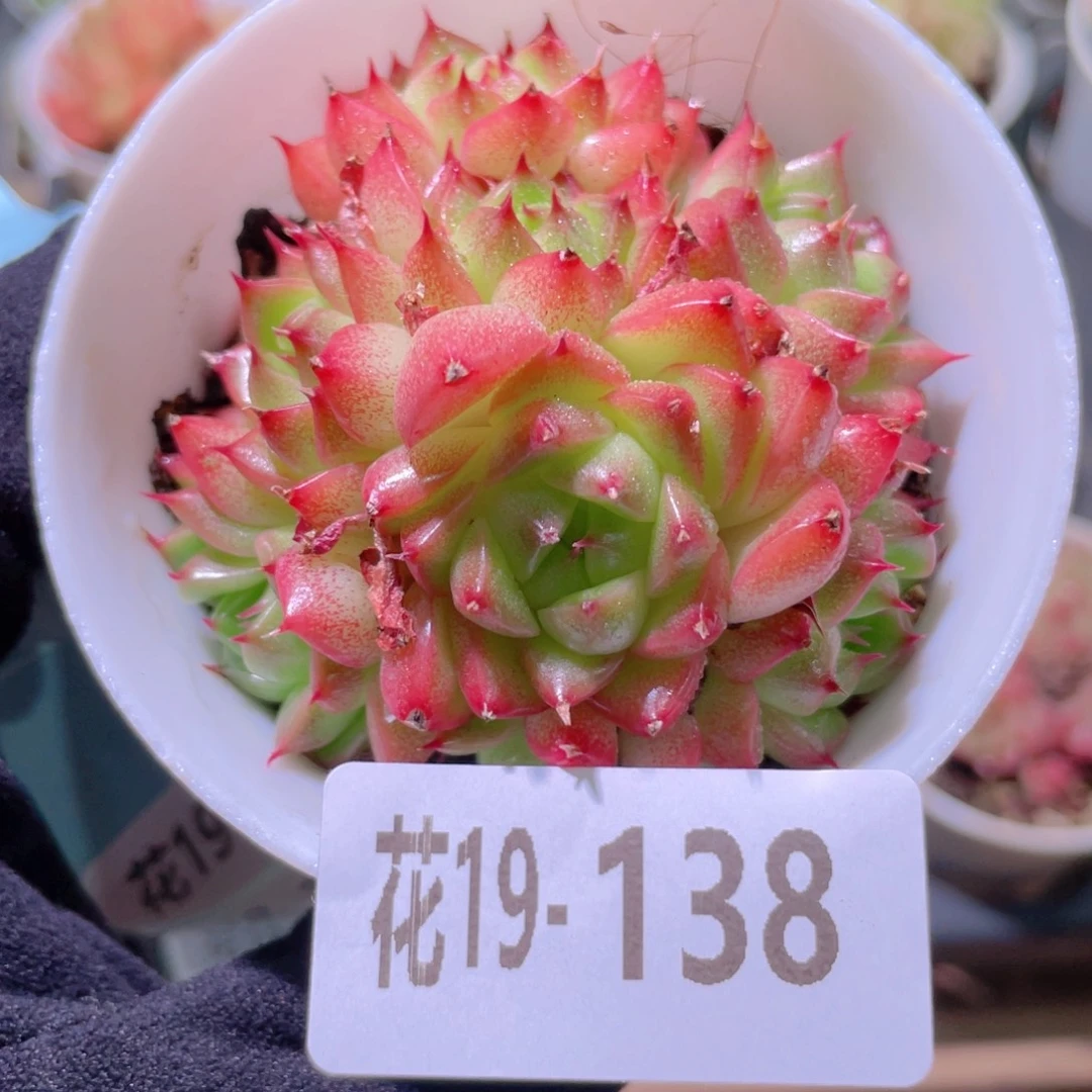 花利美19-138海王群