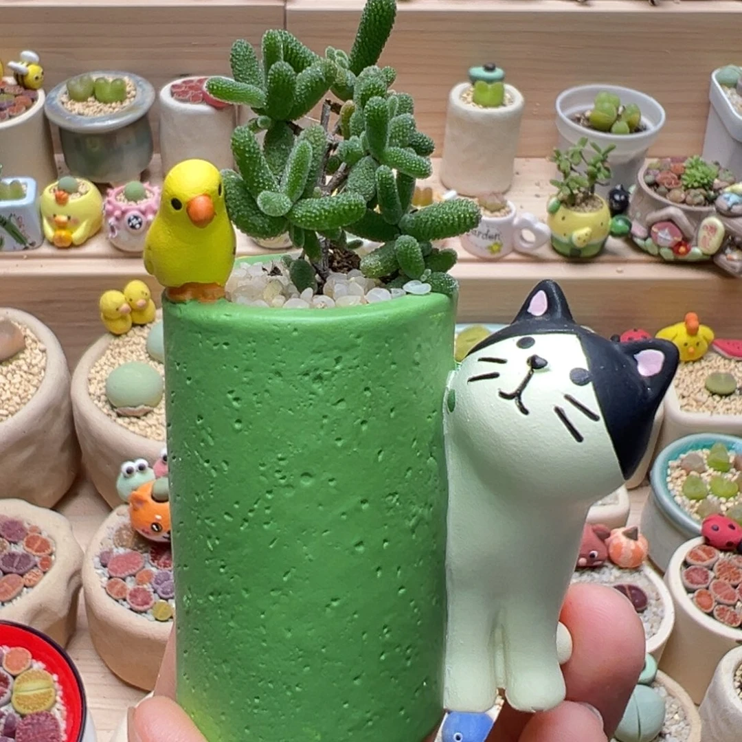 多肉植物90号枝干