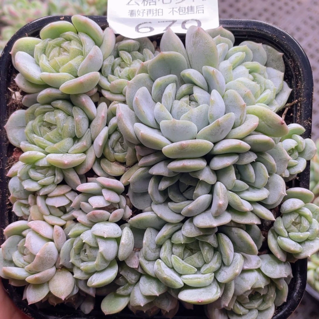 云糖心多肉植物670
