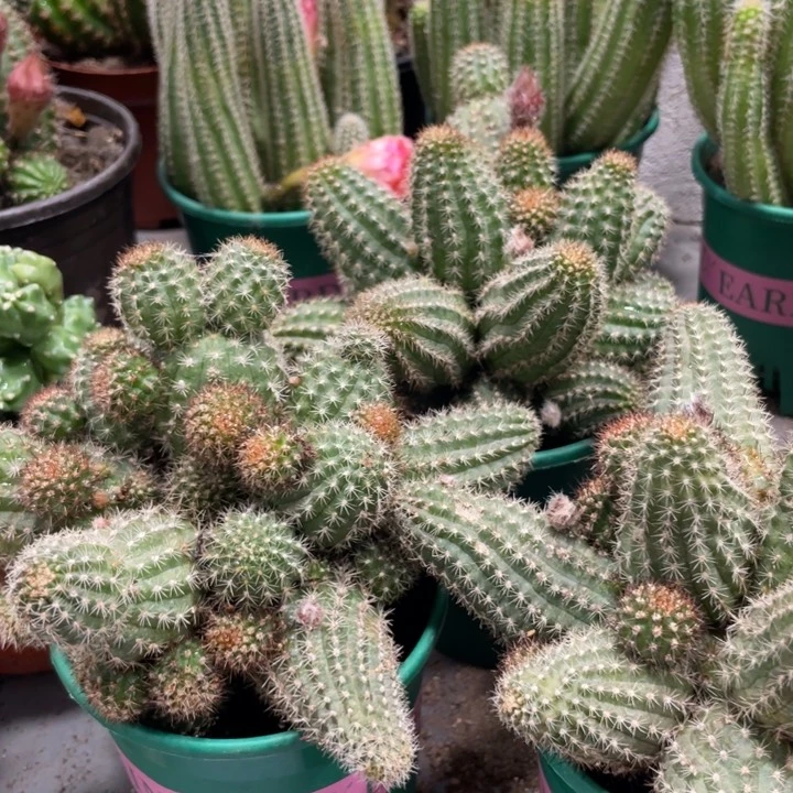 新品群生白檀阿尔巴带花苞
