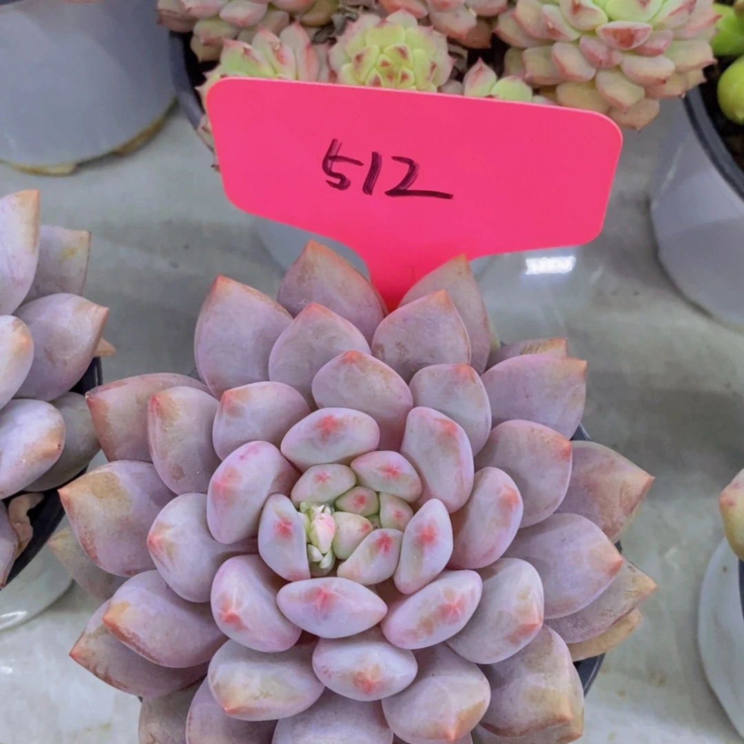 开心多肉，专场4开始了，5给1