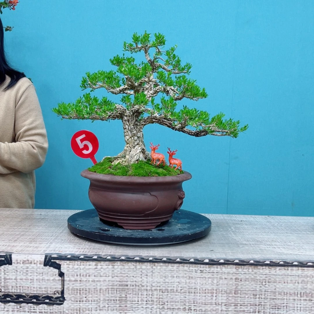 以实际为准精品雀舌黄杨盆景