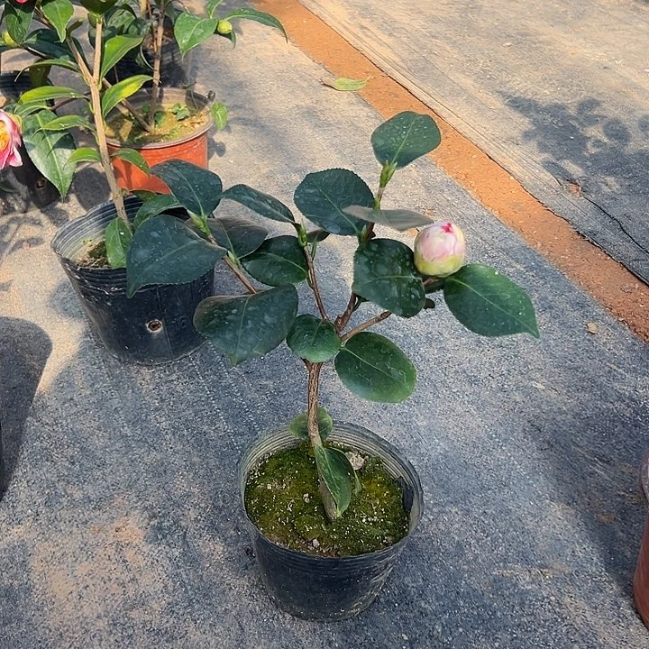 大部分花苞少量开放，王冠