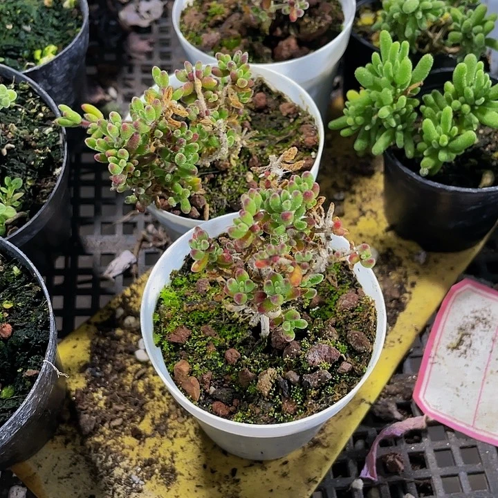 枝干红宝石带盆土发