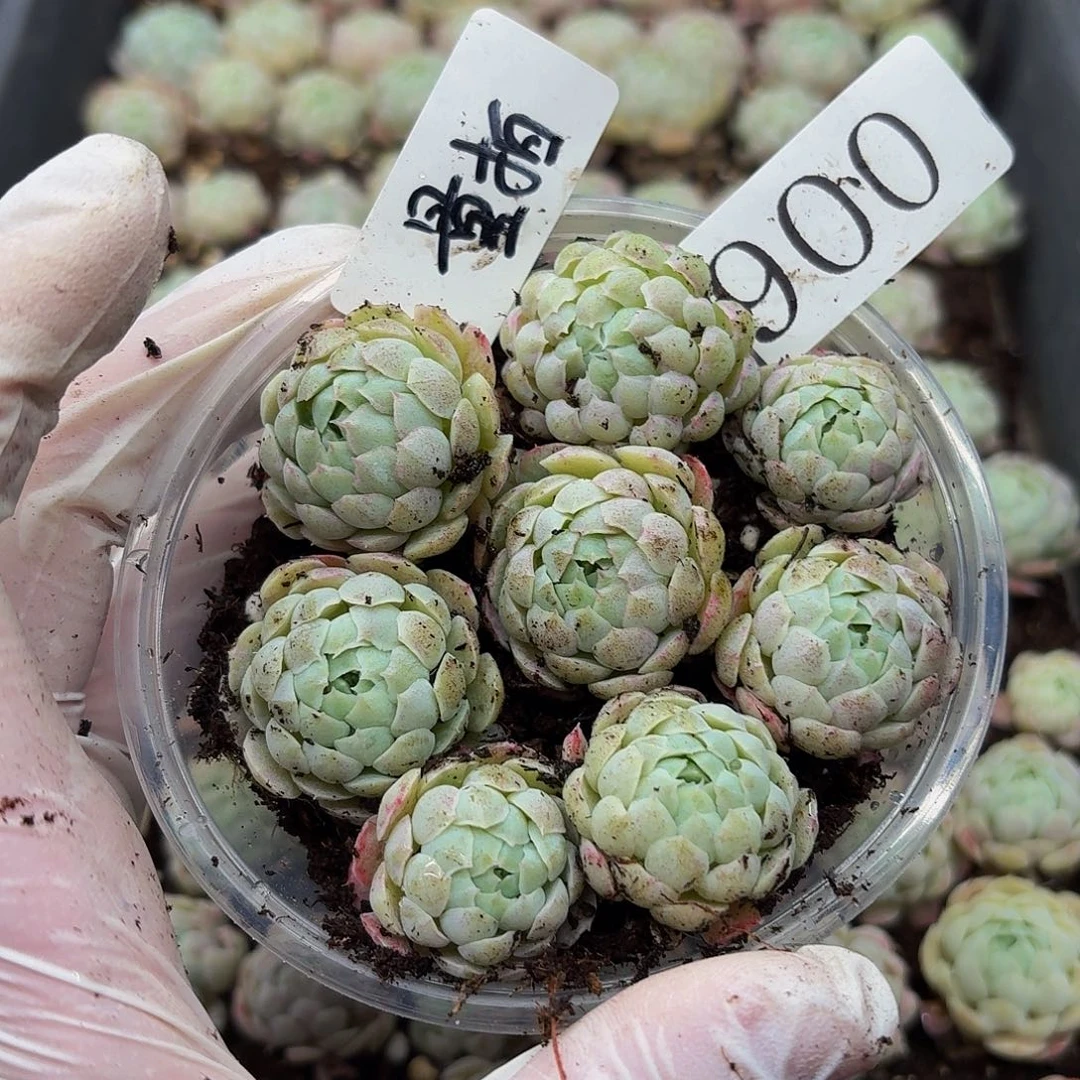 多肉植物多肉植物900量拍