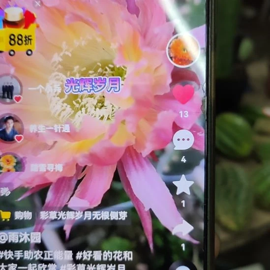 仙人球彩草光辉岁月侧芽歪
