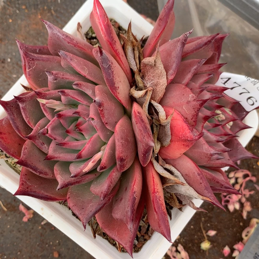 4766有叶伤杂交多肉老桩