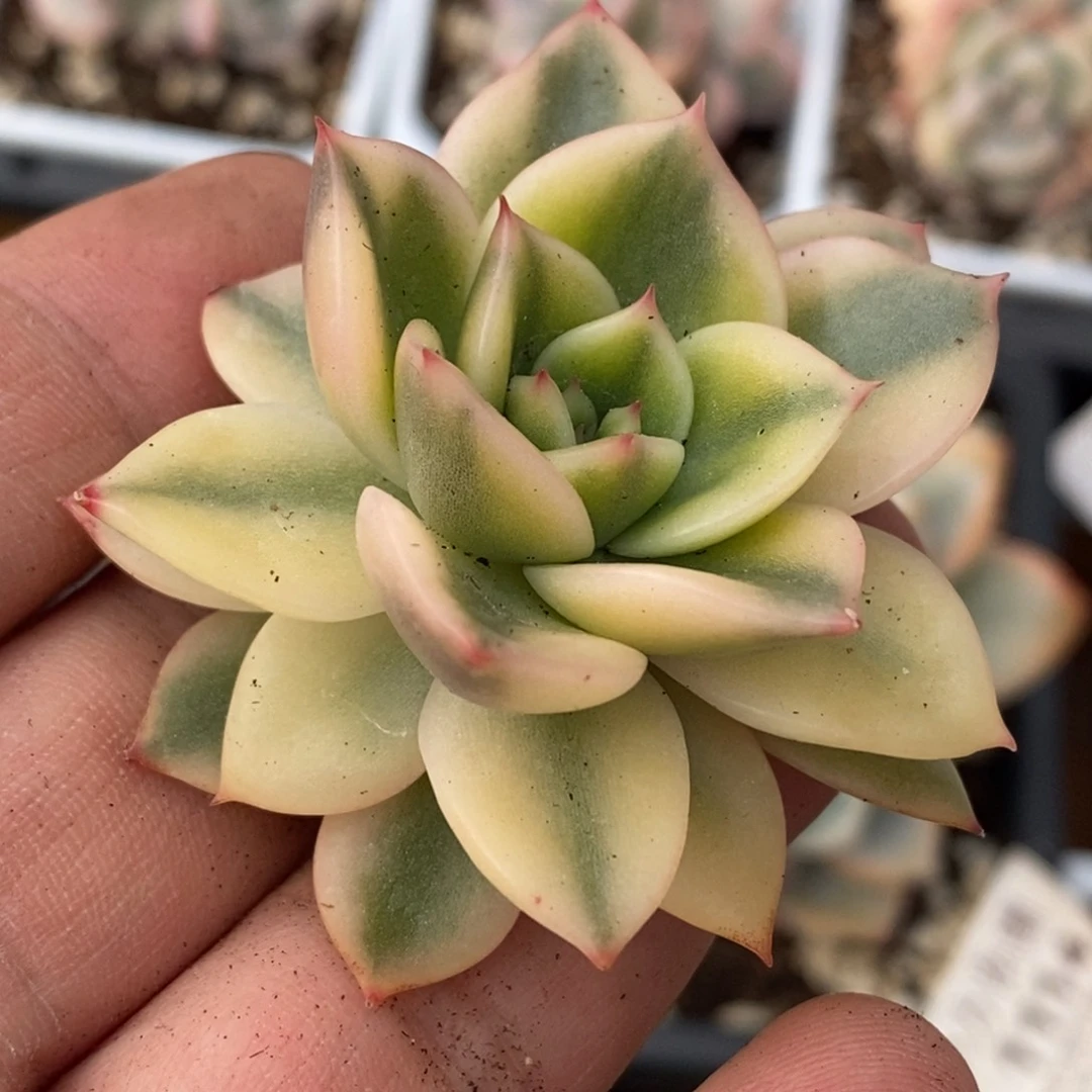 172黄金朱比利锦     小方花圃一物一拍