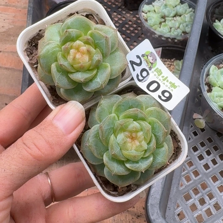 泡***x多肉植物多肉植物