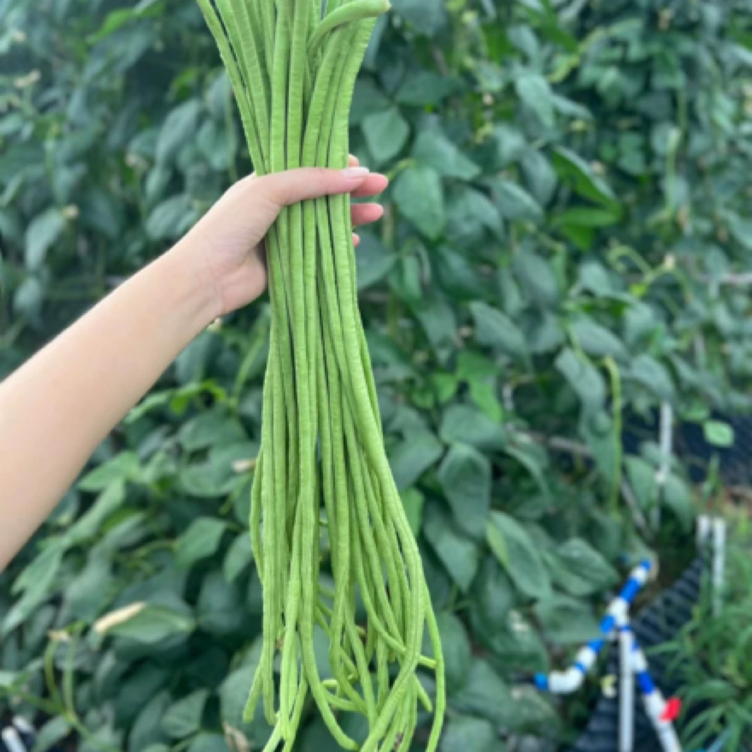 顺丰送货上门本地大田青豆角花豇豆新鲜蔬菜