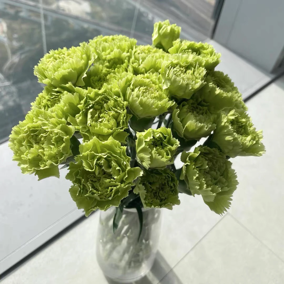 单头绿色康乃馨 鲜花花束康乃馨母亲节家用水养鲜花
